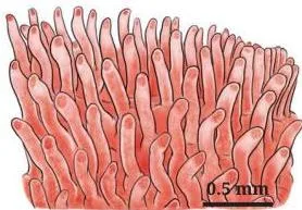 Close view of the small intestine's inner lining covered with finger-like projections that increase the surface for absorbing nutrients