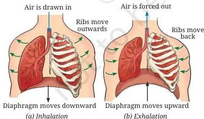 Mechanism of breathing