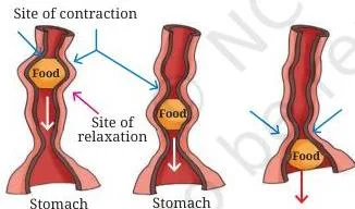 Food pipe shown as a tube connecting the mouth to the stomach, with arrows indicating wave-like contractions pushing food downward