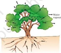 Diagram of a tree showing water moving up from the roots through the xylem and leaving as vapour from the leaves during transpiration