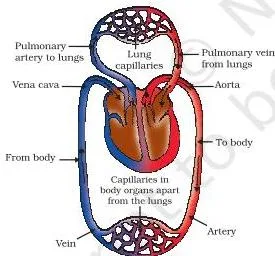 Diagram of double circulation showing one loop from the heart to the lungs and a second loop carrying oxygenated blood around the body