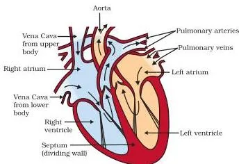 Sectional diagram of the human heart with four chambers, oxygenated blood on the left side and deoxygenated blood on the right
