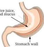 Stomach with its inner lining releasing digestive juice, acid and mucus to churn and partially digest food