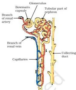 Structure of a nephron showing the capillary cluster inside Bowman