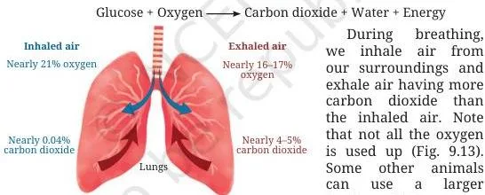Comparison of the percentage of oxygen and carbon dioxide in inhaled and exhaled air, showing oxygen is still present after breathing out