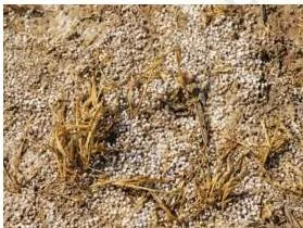 A field of withered failed crops, showing the result of injudicious use of chemical fertilisers