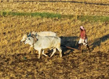 Gentle ploughing causes minimal disturbance to the underground ecosystem and retains soil moisture.
