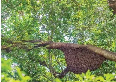 Honey from a beehive