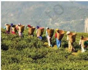 Rows of crops growing on an organic farm in Sikkim, showing agriculture that rebuilt soil health instead of depleting it