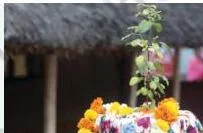 A tulasi plant being worshipped as sacred in a home courtyard, showing how cultural reverence shapes acceptable use of nature