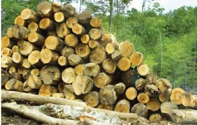 Timber logs taken from a forest in limited quantities, renewable only when the forest is allowed to regenerate