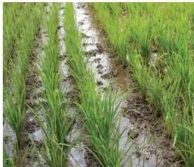 Wet paddy fields flooded with water, the water-hungry crop whose cultivation pushed farmers toward groundwater