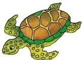 A turtle and a tortoise pictured beside the exercise that asks you to tell the difference between them in a few lines