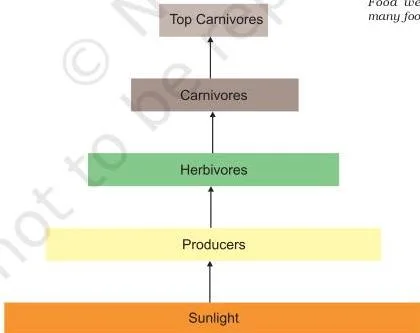 Diagram showing flow of energy in an ecosystem