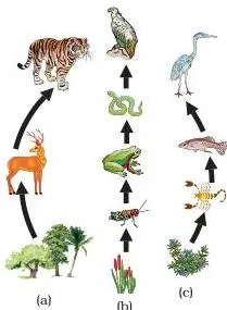 Food chain in nature