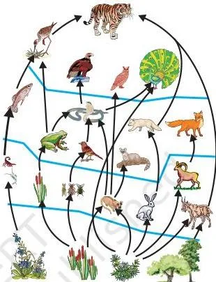 Food web, consisting of many food chains