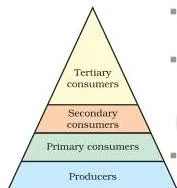 Trophic levels