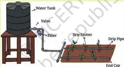 A drip irrigation layout with main and lateral pipes, drippers near plant roots, a filter, valves and a fertigation tank