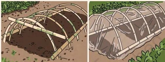 Rows of curved polythene-covered tunnels over vegetable beds, trapping heat to grow warm-season crops in winter