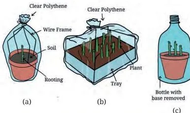 Three DIY humidity chambers: a clear polythene bag over a pot, a bag over a tray, and a pot inside a clear bottle with its bottom cut off