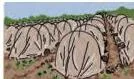 Spreading a one-to-one layer of sand and compost at the base of the low-tunnel to hold humidity