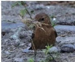 A bird gathering material for its nest