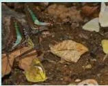 Three behaviours your garden should support: a bird dustbathing, a bird water bathing, and butterflies mudpuddling on damp soil