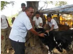 Veterinary staff vaccinating cattle during a community animal vaccination drive, showing why livestock need regular immunisation