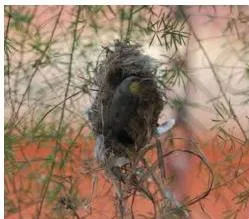 A bird's nest hanging from the roof edge of a veranda in a city, a sign of animals adapting to human structures