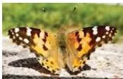 A butterfly basking on a flat rock in a sunny area, warming itself before it can fly