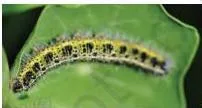 Caterpillar on the leaves of a flowering nasturtium plant