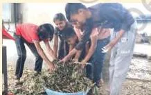 Collecting green fodder such as maize or Napier grass, the raw material needed to make silage