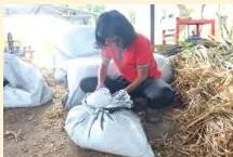 A student pressing chopped fodder down inside a silage bag to remove oxygen, the key to anaerobic fermentation