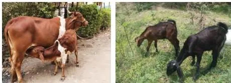 Cows and goats grazing together, the most common livestock in India and the animals students will usually observe during the project