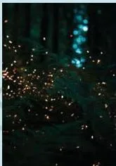 Fireflies glowing in the dark, insects whose light signals are disrupted by habitat loss and light pollution