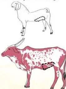 Diagram marking the flank region between the rear leg and the last rib on a goat and a cow, where respiration rate is counted