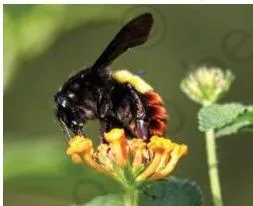 An insect feeding on the nectar of a flower and carrying pollen, showing how a food source also helps pollination
