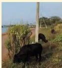 A small Kasargod dwarf cow from Kerala, a native breed kept for high-quality milk at low maintenance cost