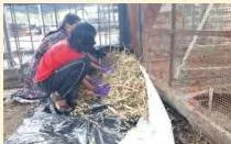 Preparing a dry fodder mixture by sprinkling a jaggery, salt and mineral solution over chopped straw