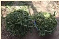 Chopped green fodder cut into 2 to 3 cm pieces by a fodder chopping machine, the first step of silage making