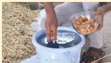 Mixing 3 percent jaggery and 1 percent common salt in water to treat dry fodder, improving its taste and digestibility
