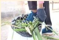 Filling a silage bag with chopped fodder and pressing it firmly with the foot so the bag is airtight and compact