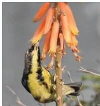 A sunbird feeding on nectar from a flower while pollinating it, a bird your garden can attract with flowering plants