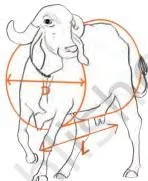 A student measuring the length and girth of a large farm animal with a measuring tape to estimate its body weight