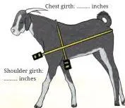 A student using a measuring tape to take the body measurements of a goat, the dimensions Schaeffle formula needs