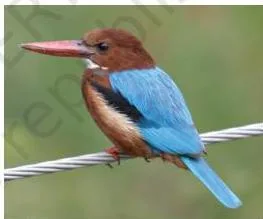 A white-throated kingfisher perched on wires near water in a city, a bird that thrives in urban surroundings