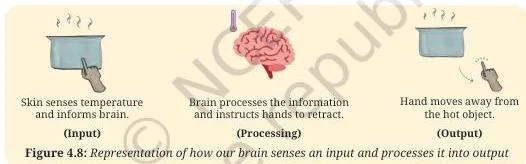 A hand pulling away from a hot object, showing how skin senses temperature as input and the brain turns it into an action