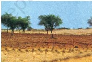 Photograph of sandy arid soil, reddish-brown and saline, typical of dry western India