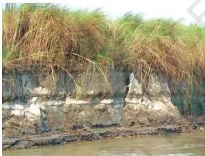 Photograph of soil erosion on a slope where running water is washing the topsoil away