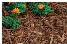 Two weed-blocking methods compared: plastic sheets over the soil and organic mulch made of bark, straw or shredded leaves
